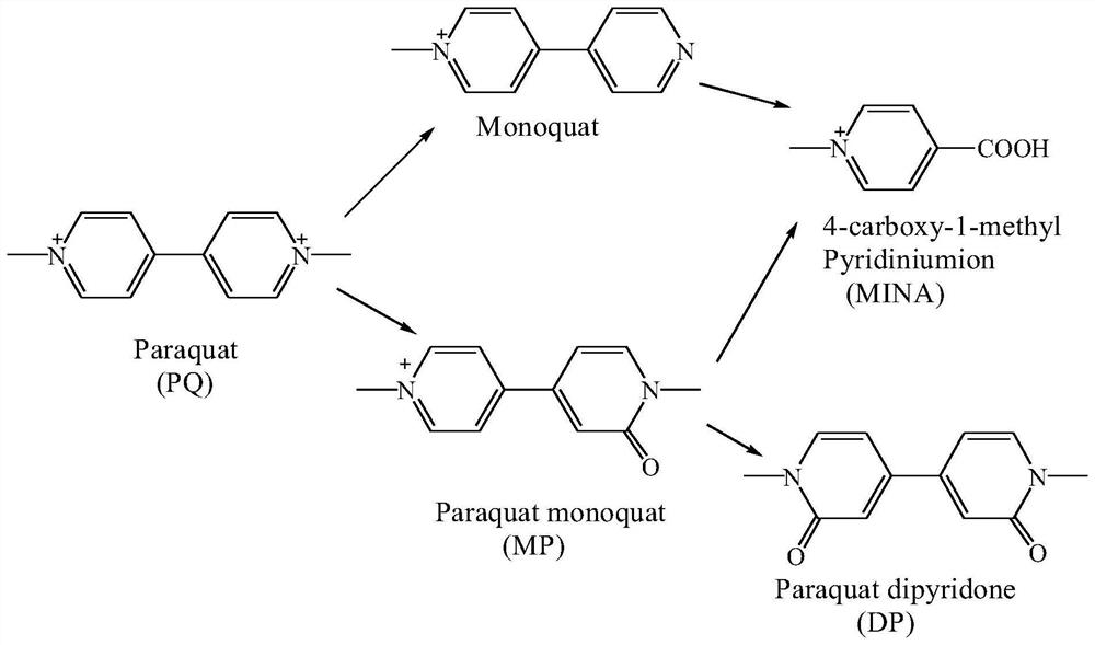 Magnetic microsphere for extracting and purifying paraquat metabolite, preparation method, kit and extraction method