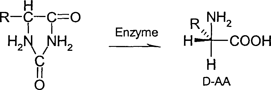 Method for producing D-a amino acid series by using De's bacterium of Bakehuo in onions