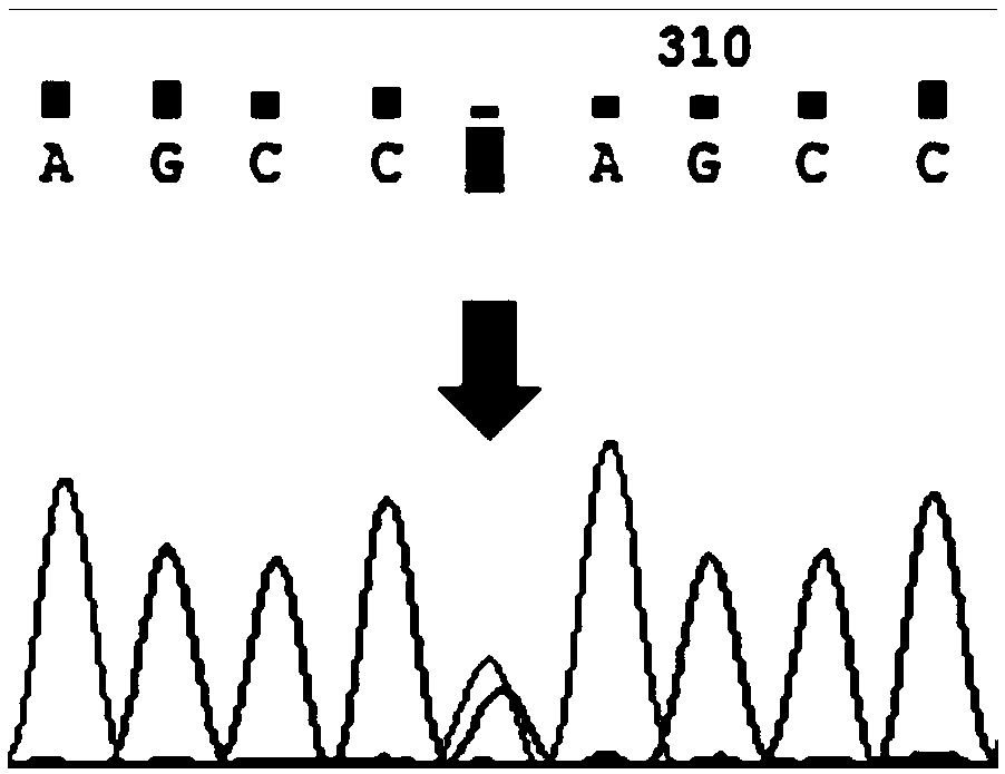 Preparation method and application of BMPR2 gene mutant rat