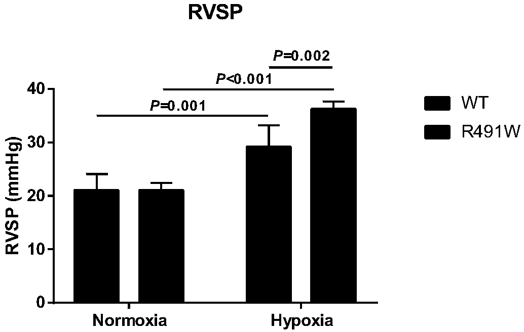 Preparation method and application of BMPR2 gene mutant rat