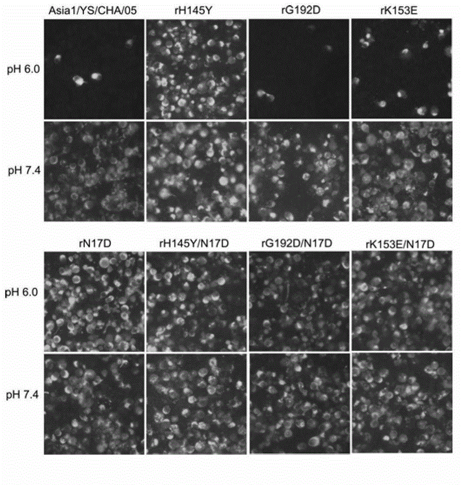 Asia 1 type foot and mouth disease virus acid resistant mutant strains, capsid protein carried by same and encoding gene thereof and application