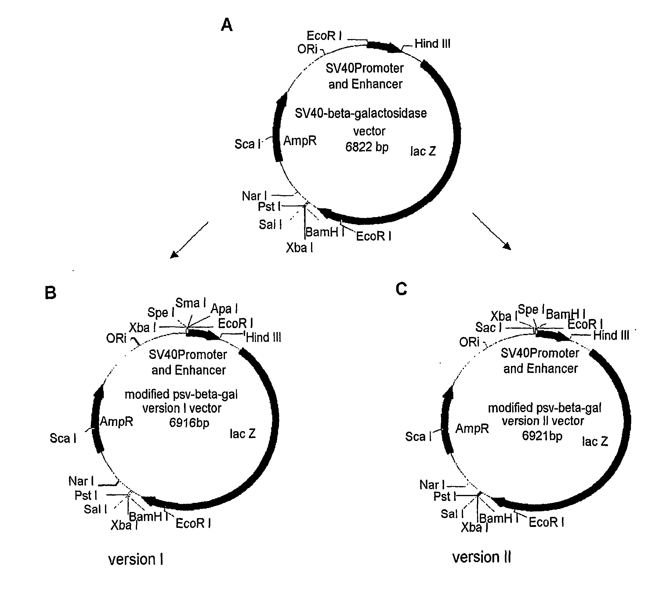 Expression vector using for animal cell