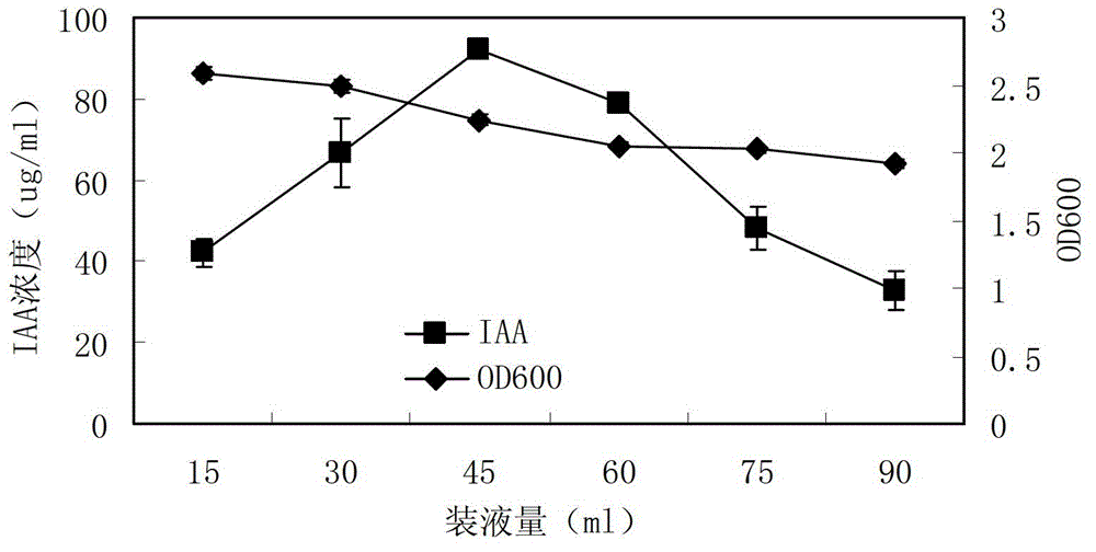 Heteroauxin-producing Arthrobacter pascens strain with fluoranthene degradation capacity and application thereof