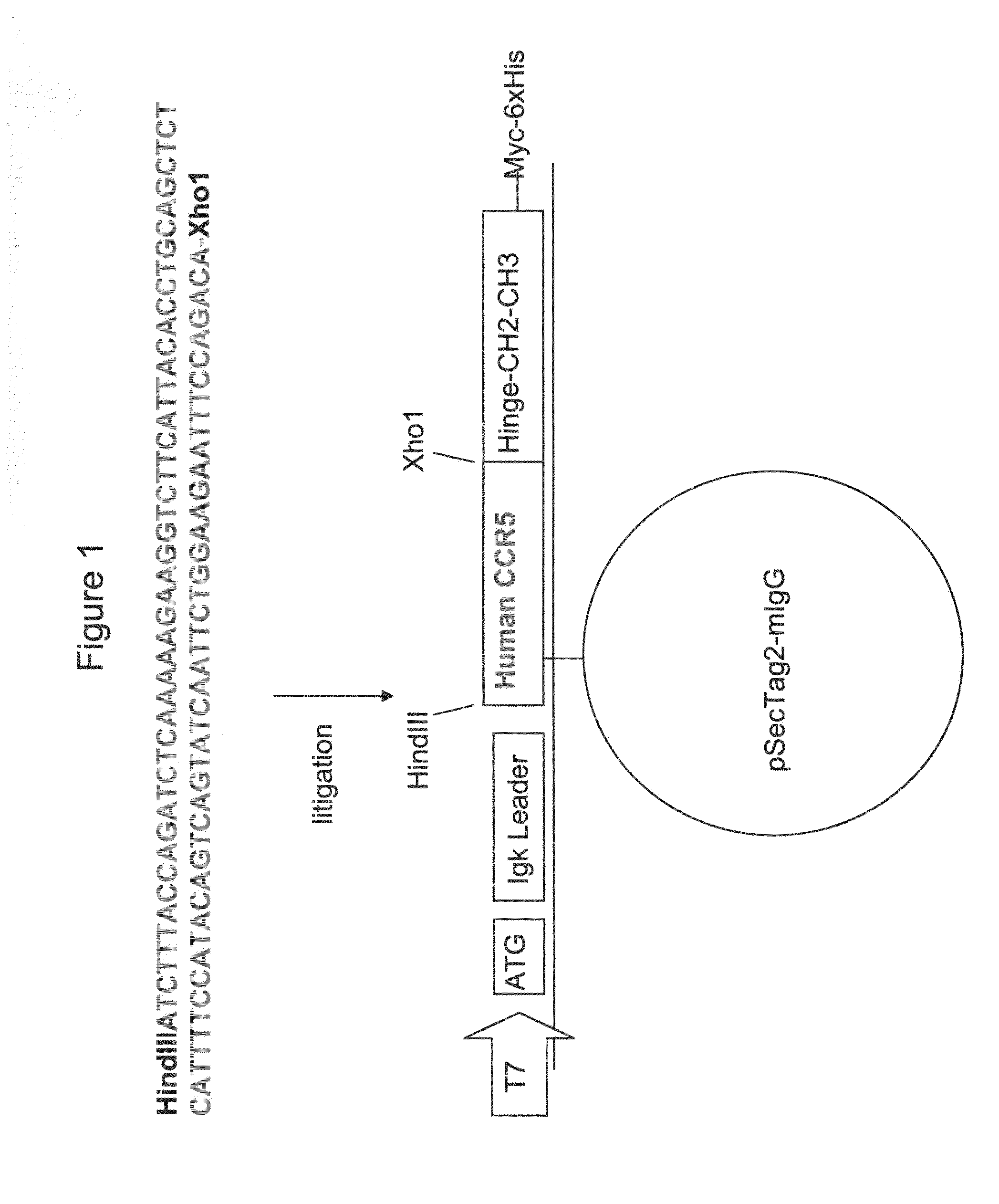 Molecules and Methods of Using Same for Treating CCR5/CCR5 Ligands Associated Diseases