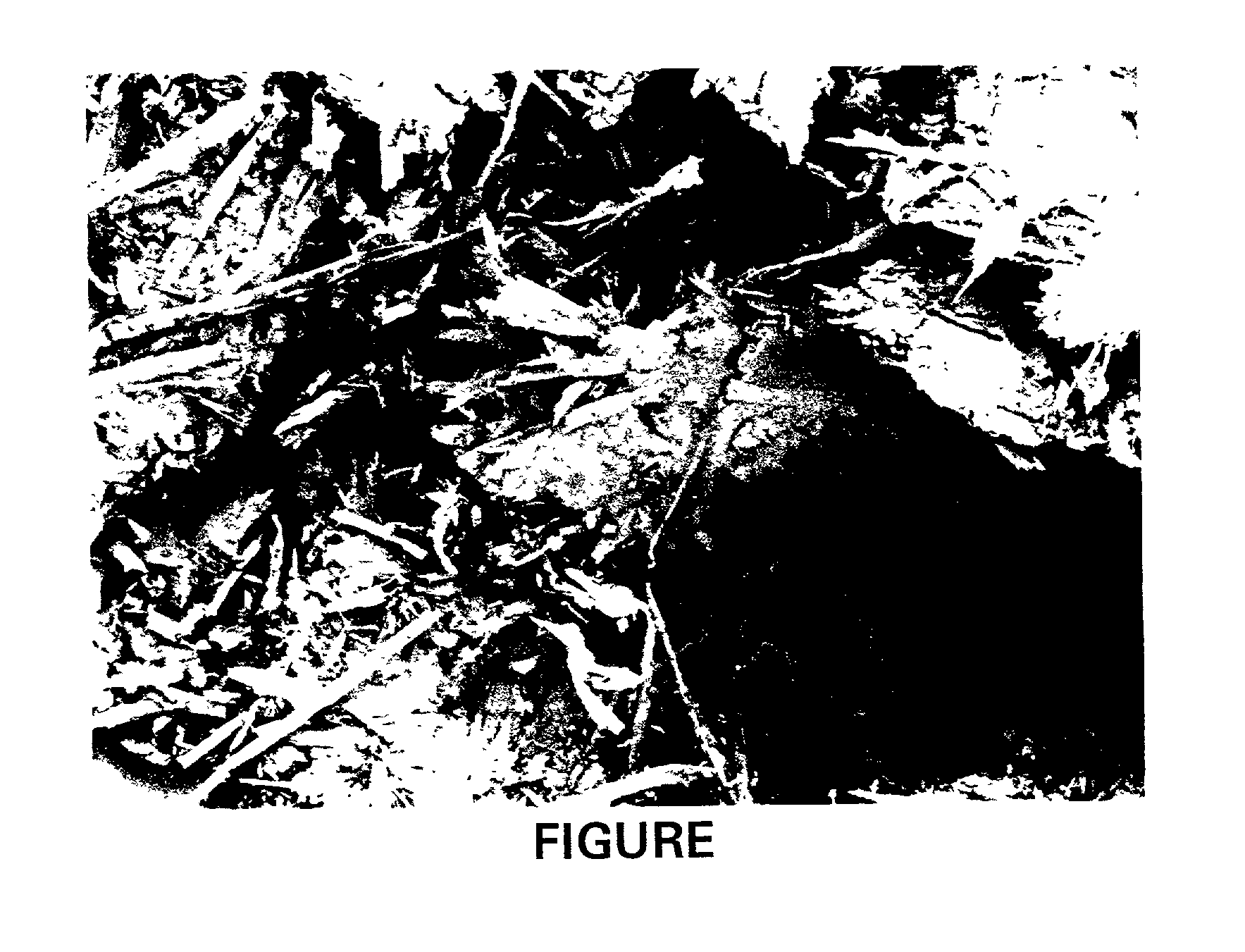 Cellulosic and lignocellulosic materials and compositions and composites made therefrom