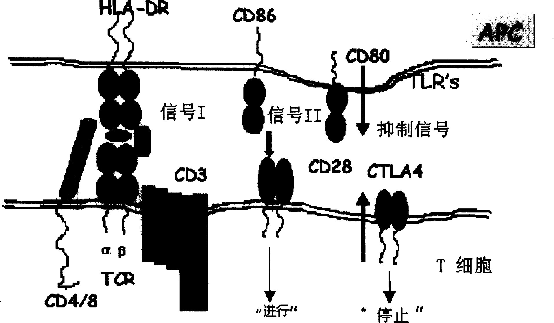 Anti-CD86 humanized monoclonal antibody