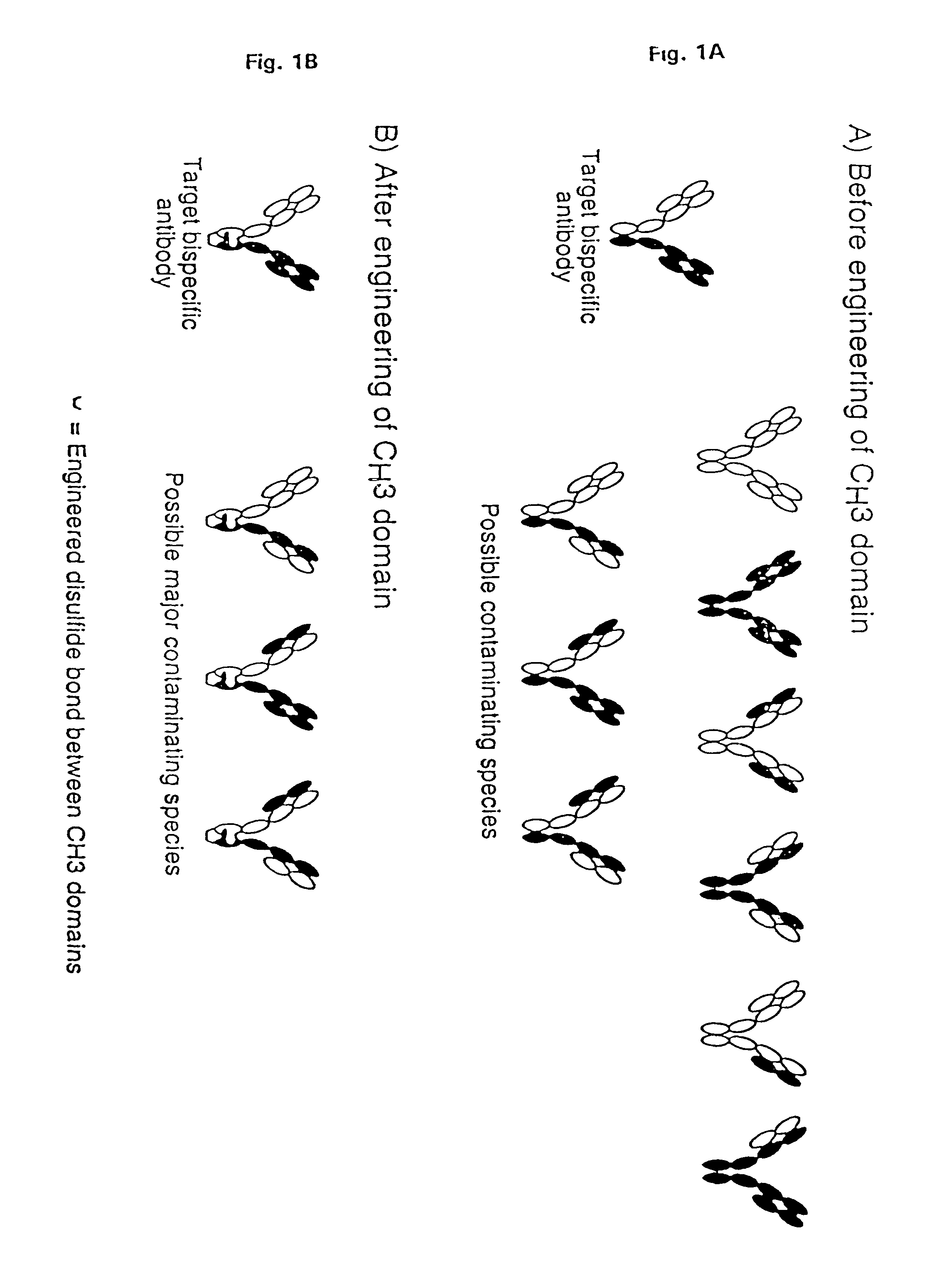 Method for making multispecific antibodies having heteromultimeric and common components
