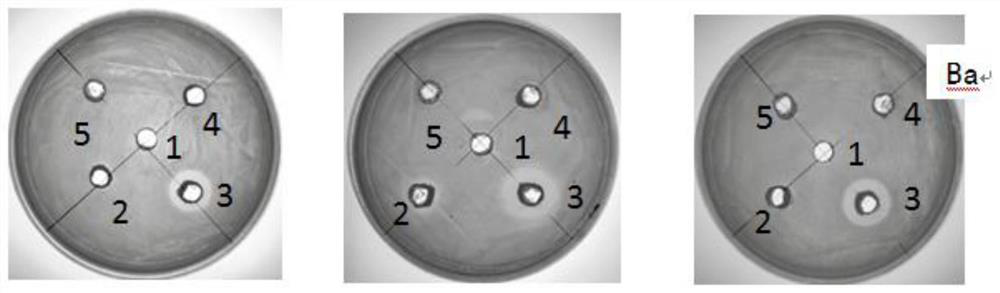 A kind of microbial inoculum suitable for industrialized large-scale composting and its application