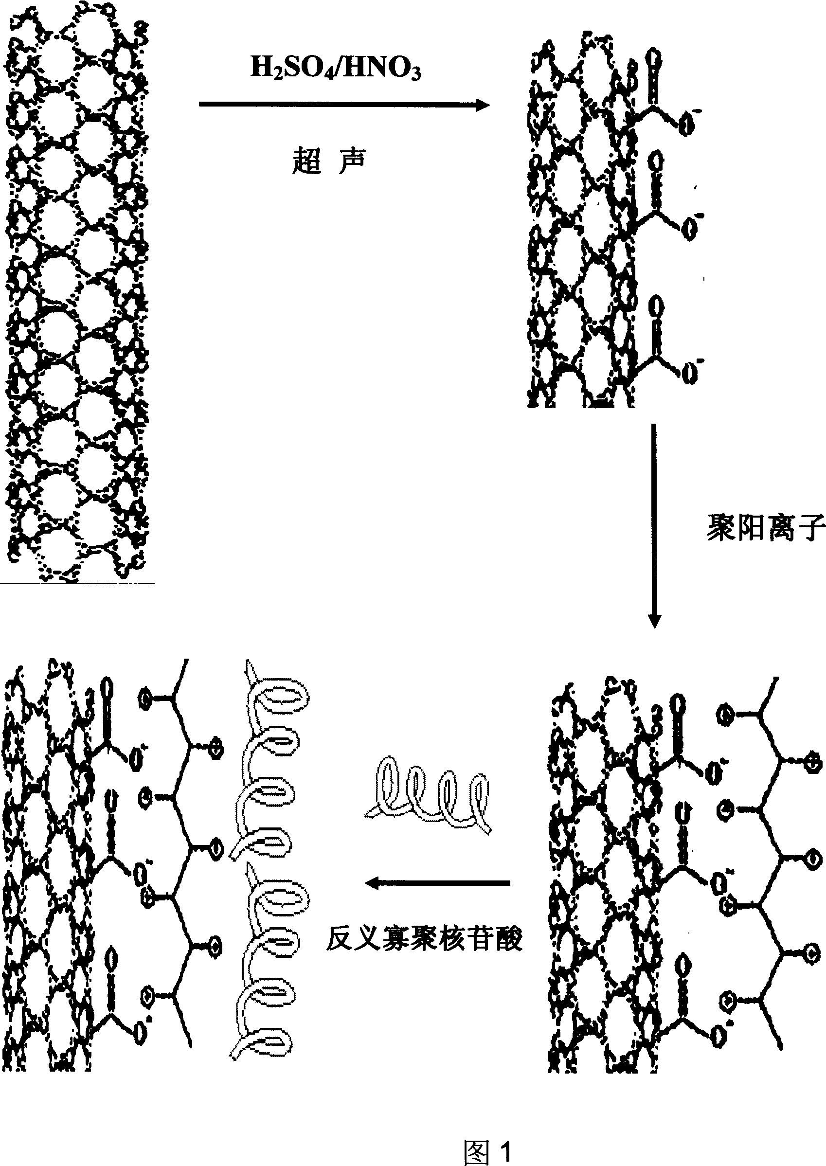 Antisense oligonucleotide-carbon nanotube medicament vector