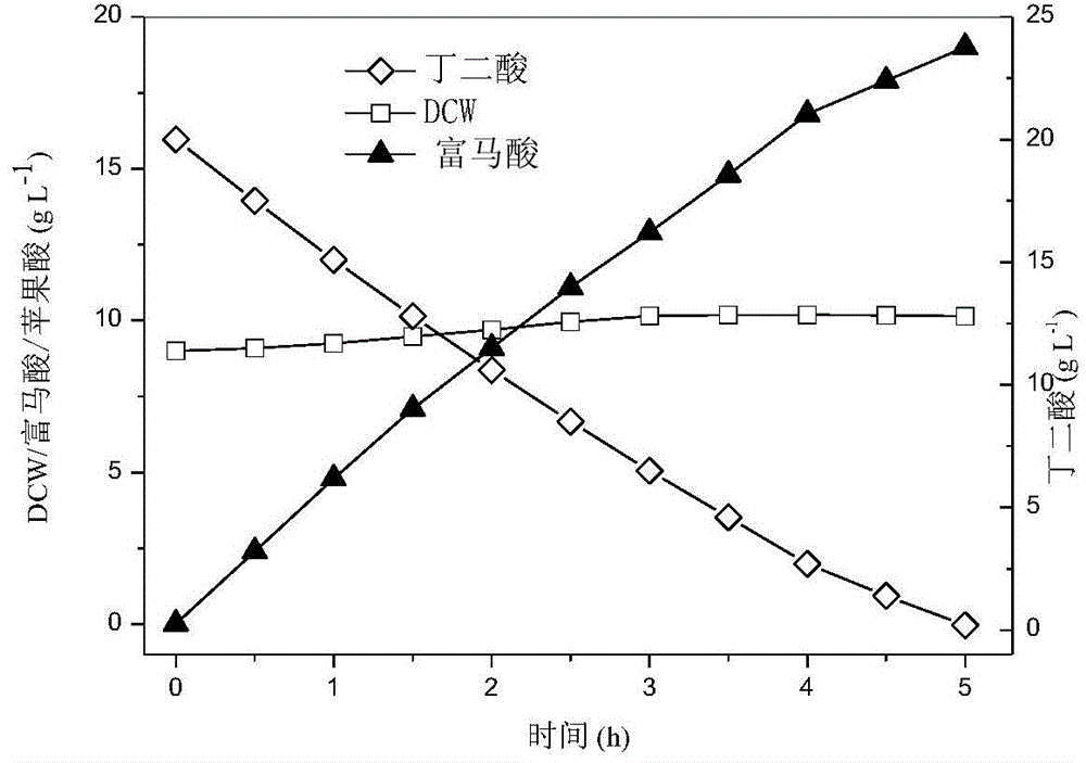 Preparation method of succinic acid-producing recombinant escherichia coli cells