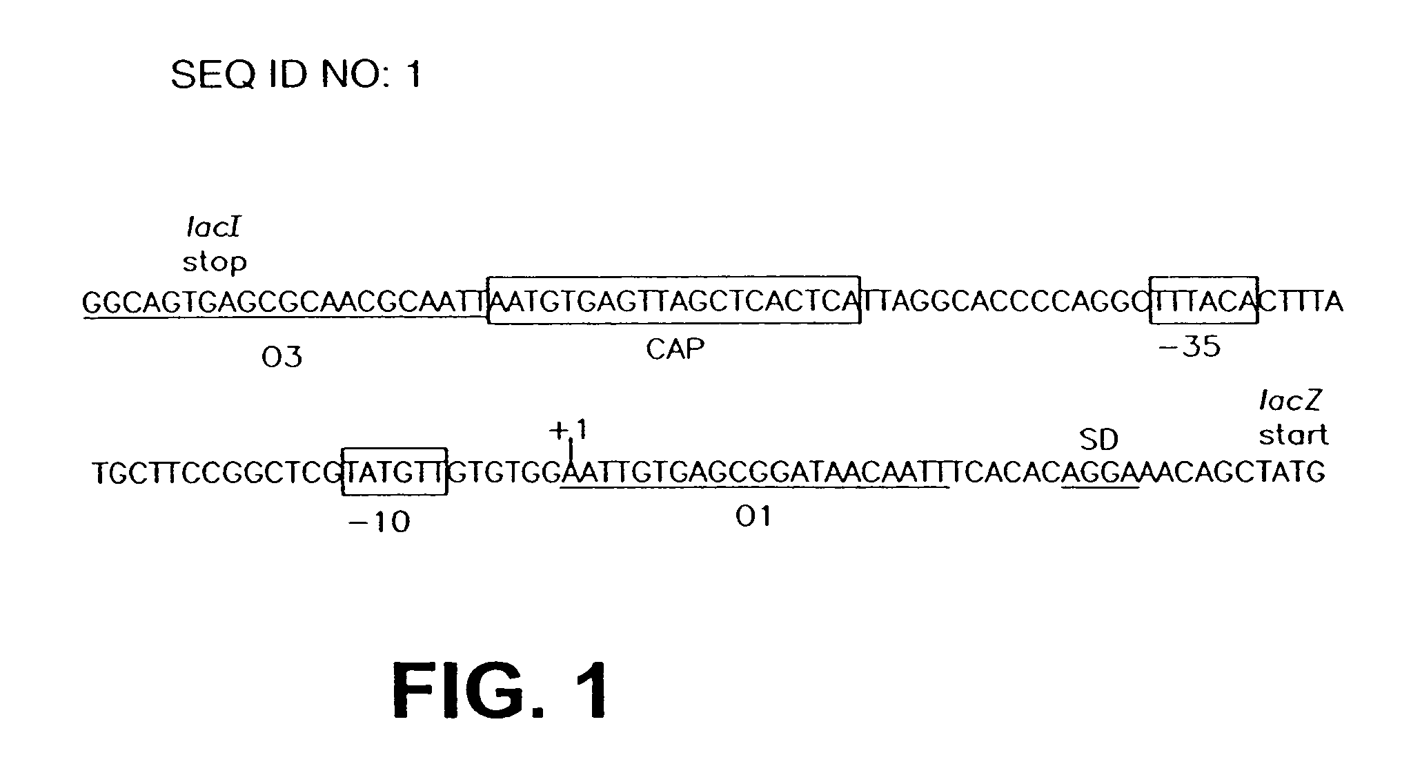 Stabilized bioactive peptides and methods of identification, synthesis and use
