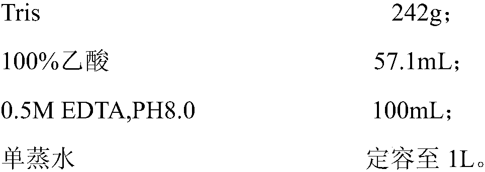 ARMC5 gene detection kit and mutation site