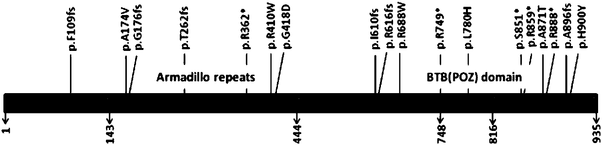 ARMC5 gene detection kit and mutation site