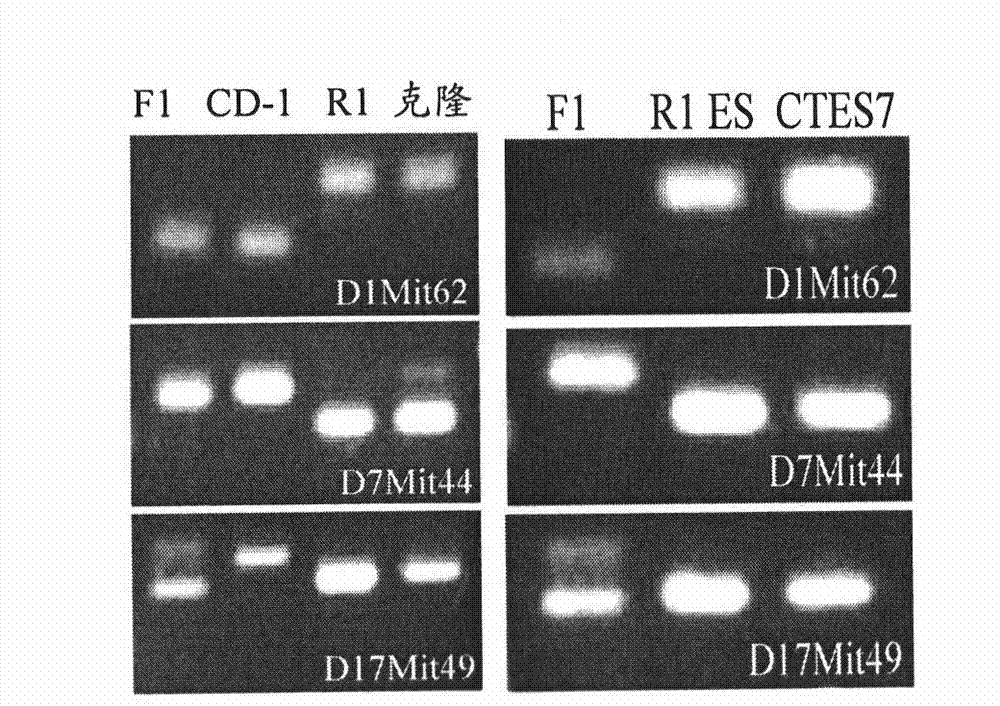 Novel method for therapeutic cloning with substitution of oocyte by developing embryo after cleavage