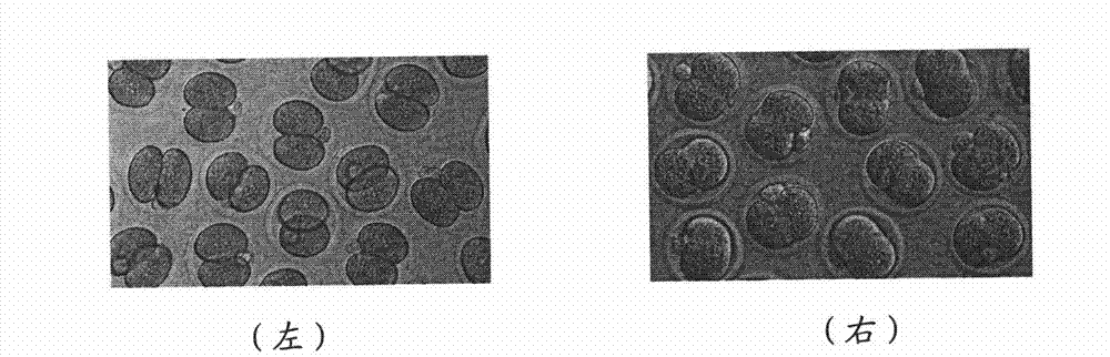 Novel method for therapeutic cloning with substitution of oocyte by developing embryo after cleavage