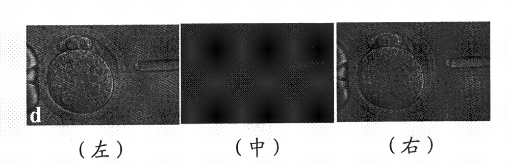 Novel method for therapeutic cloning with substitution of oocyte by developing embryo after cleavage