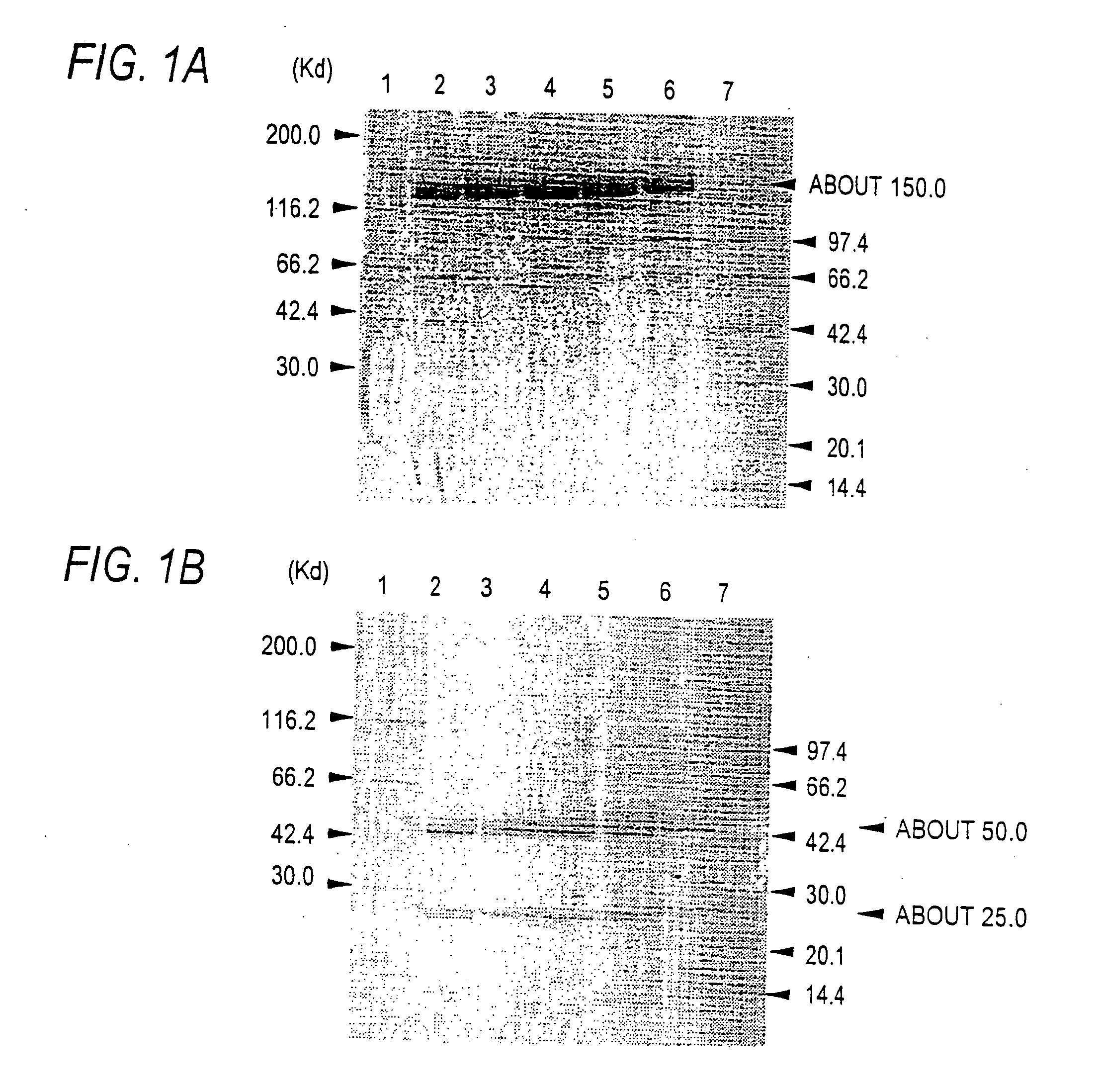 Antibody composition-producing cell