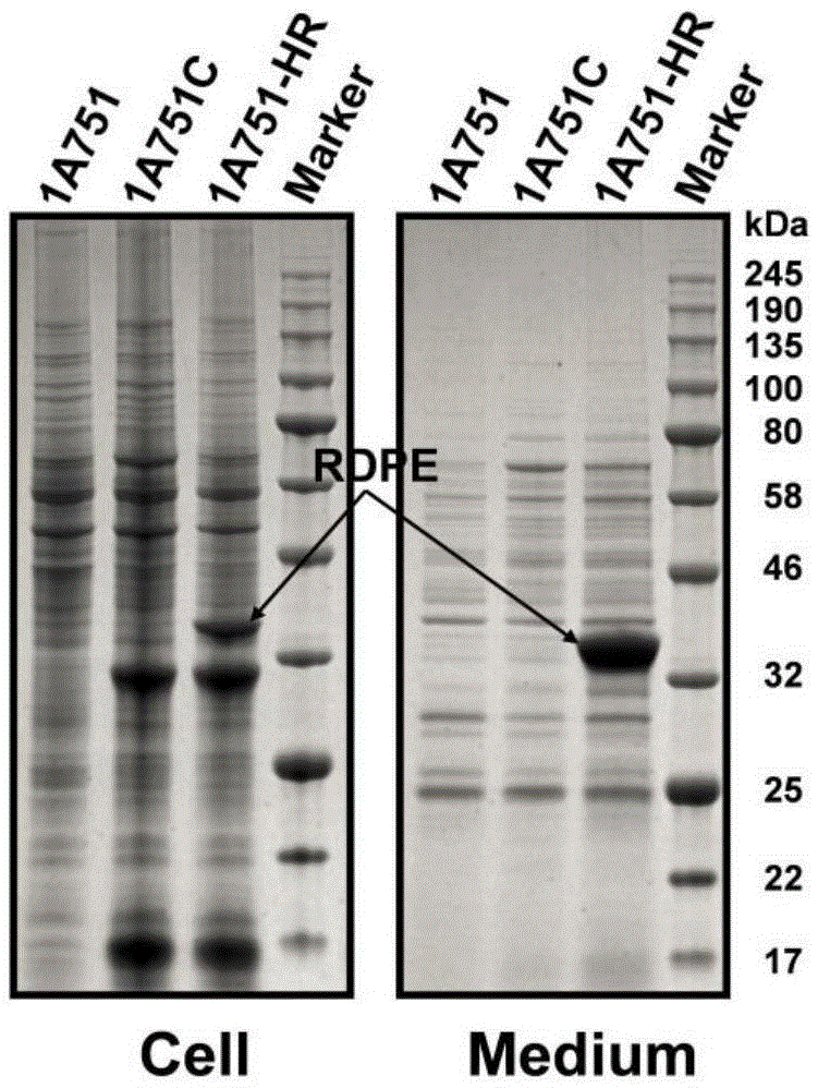 Non-classical secretory protein and application thereof to protein secretory expression