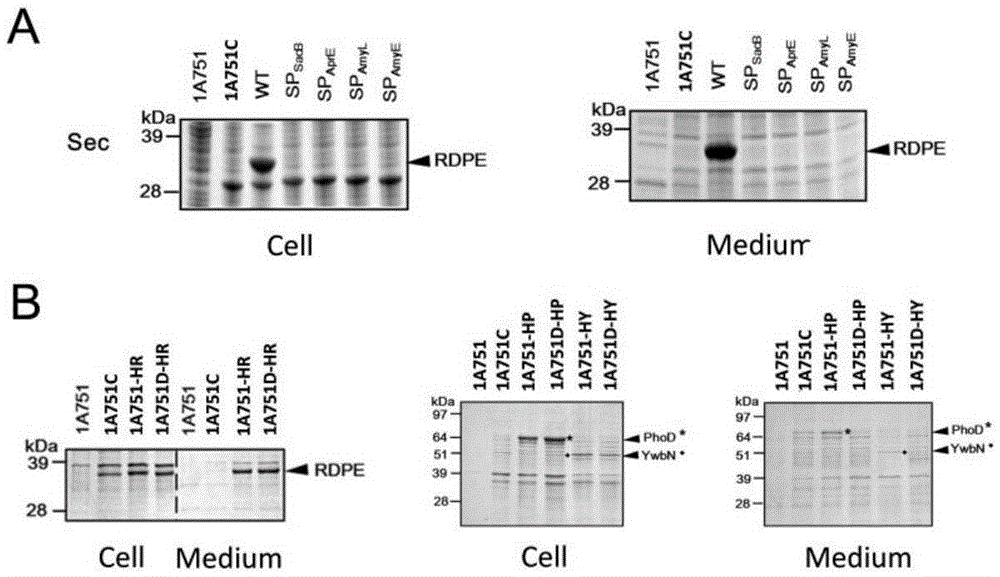 Non-classical secretory protein and application thereof to protein secretory expression