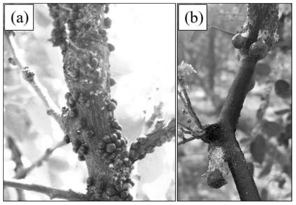 Organic foliar fertilizer for preventing and treating jujube coccidiosis and preparation method thereof