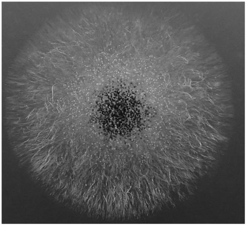 A kind of Aspergillus niger strain and application thereof