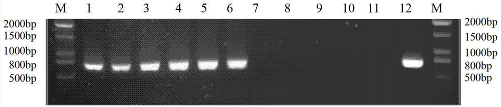 Method for identifying mating types of Lepista sordida protoplast monokaryons and special primer pair IS-857c therefor