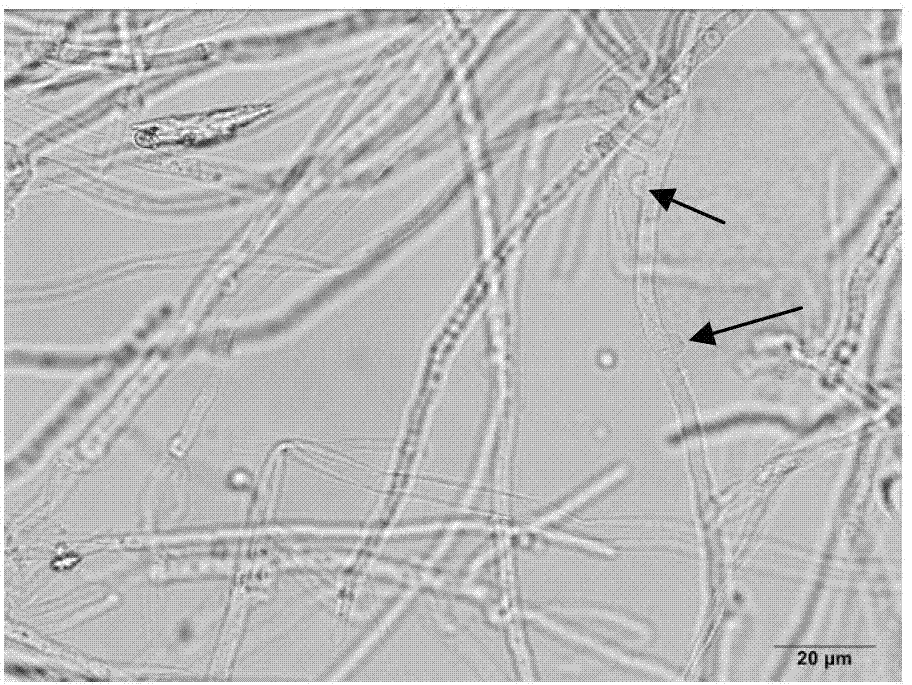 Method for identifying mating types of Lepista sordida protoplast monokaryons and special primer pair IS-857c therefor