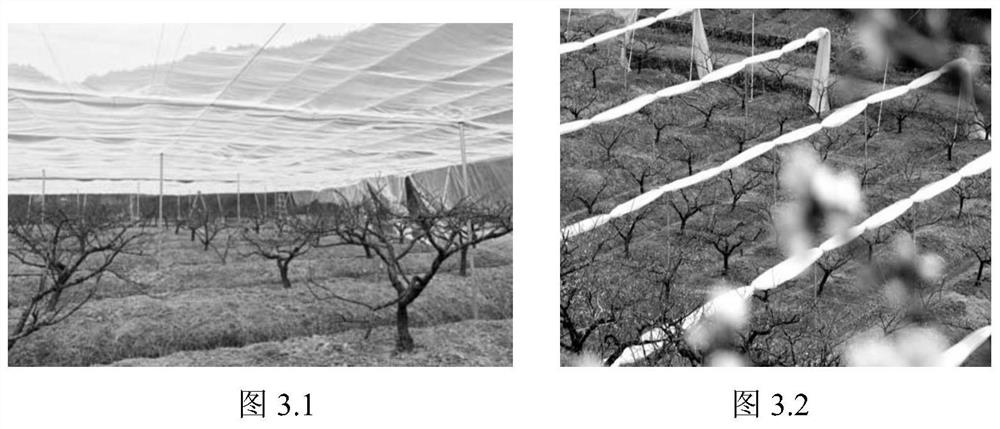 The Method of Labor-Saving Net Cultivation in Taoyuan