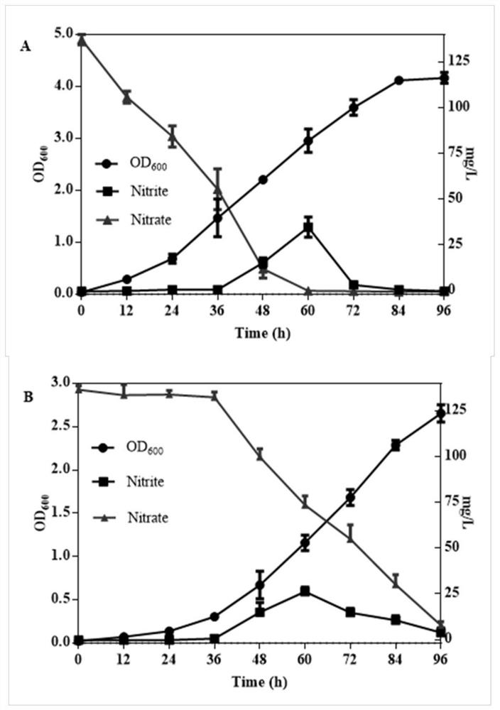 Aerobic denitrification preparation and its preparation method and application