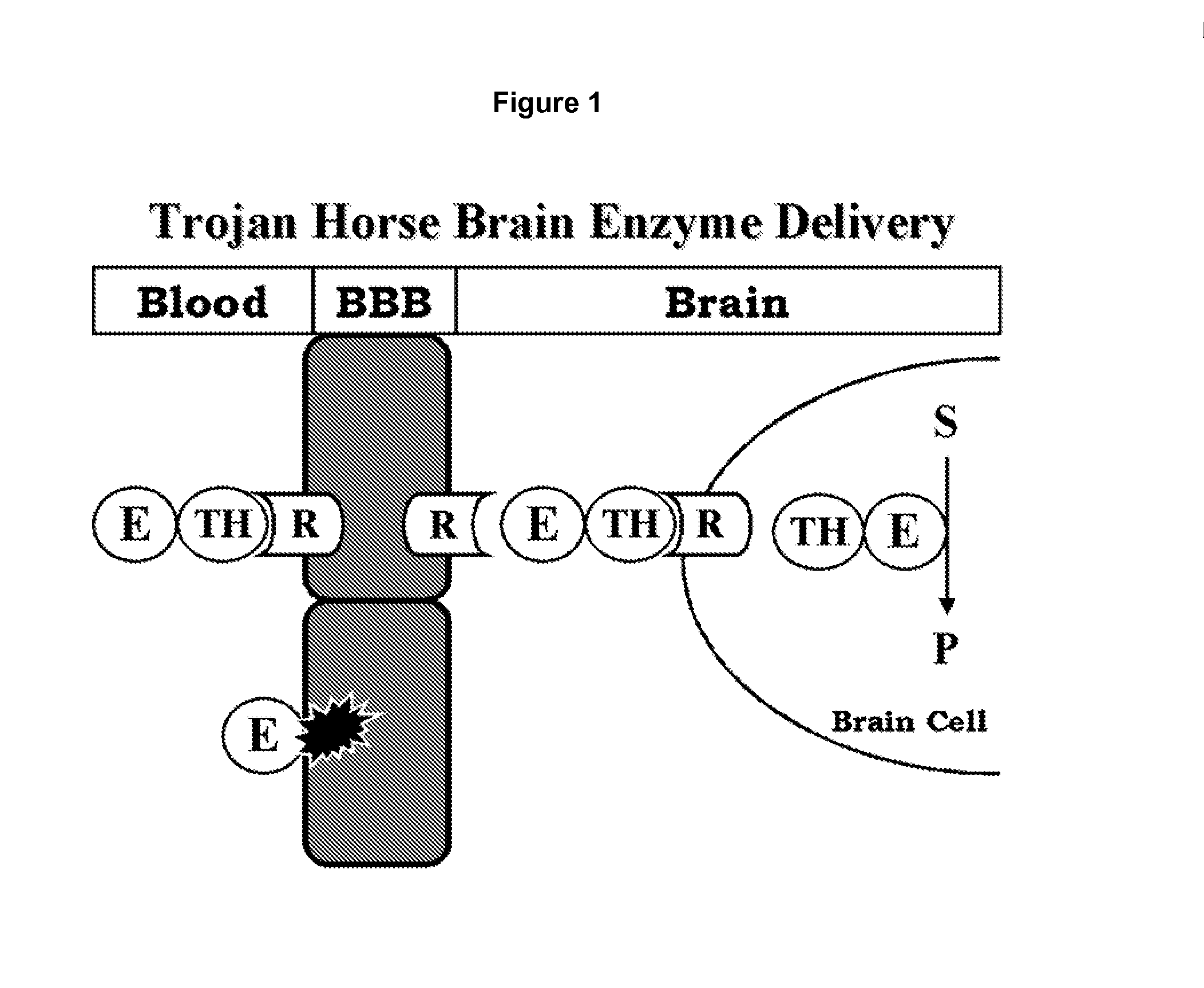 Methods and compositions for increasing enzyme activity in the CNS