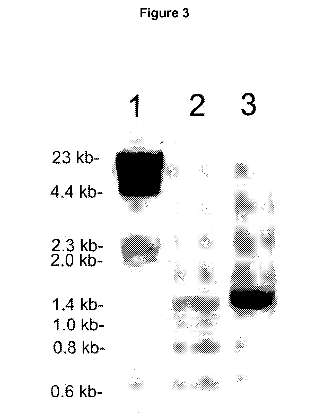 Methods and compositions for increasing enzyme activity in the CNS