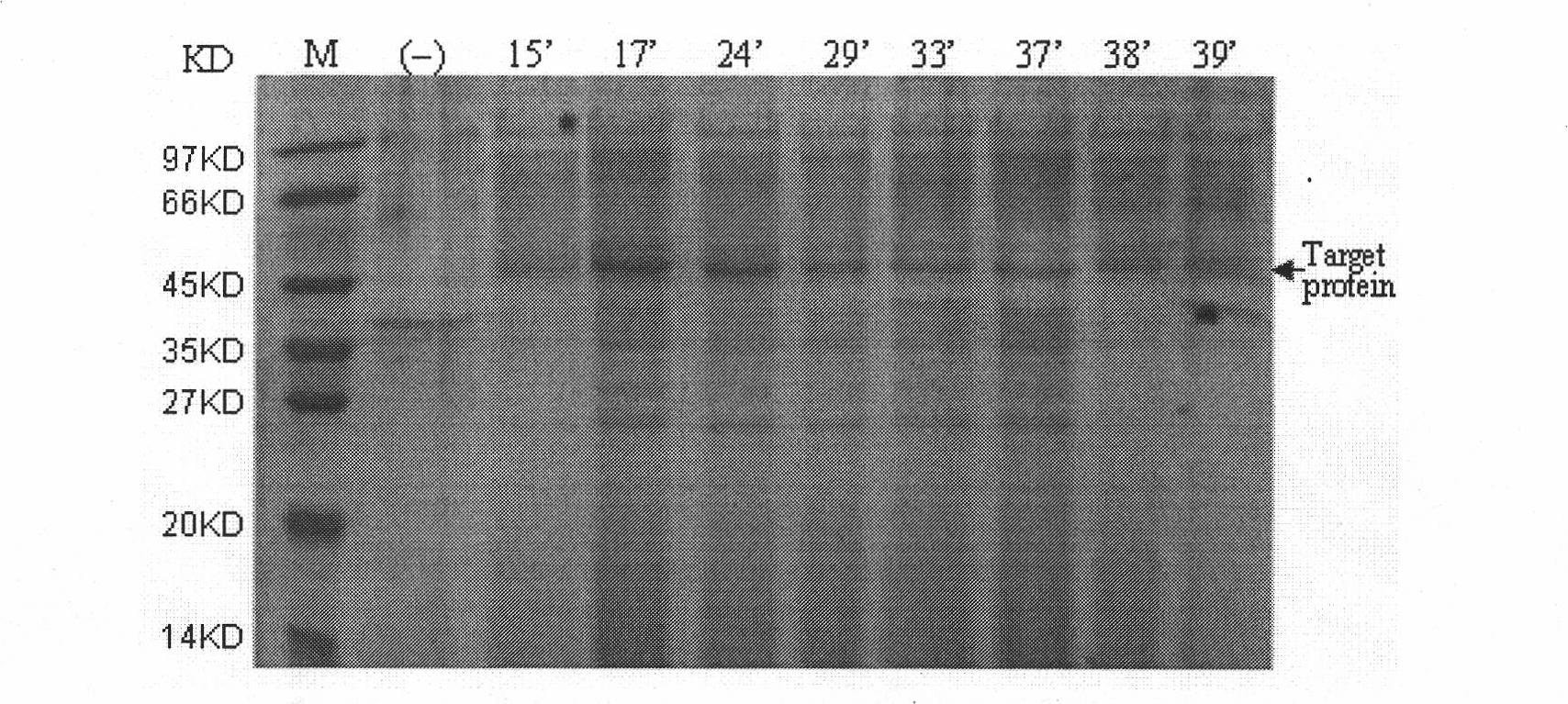 Method for expressing desmodus rotundus salivary plasminogen activator in pichia pastoris
