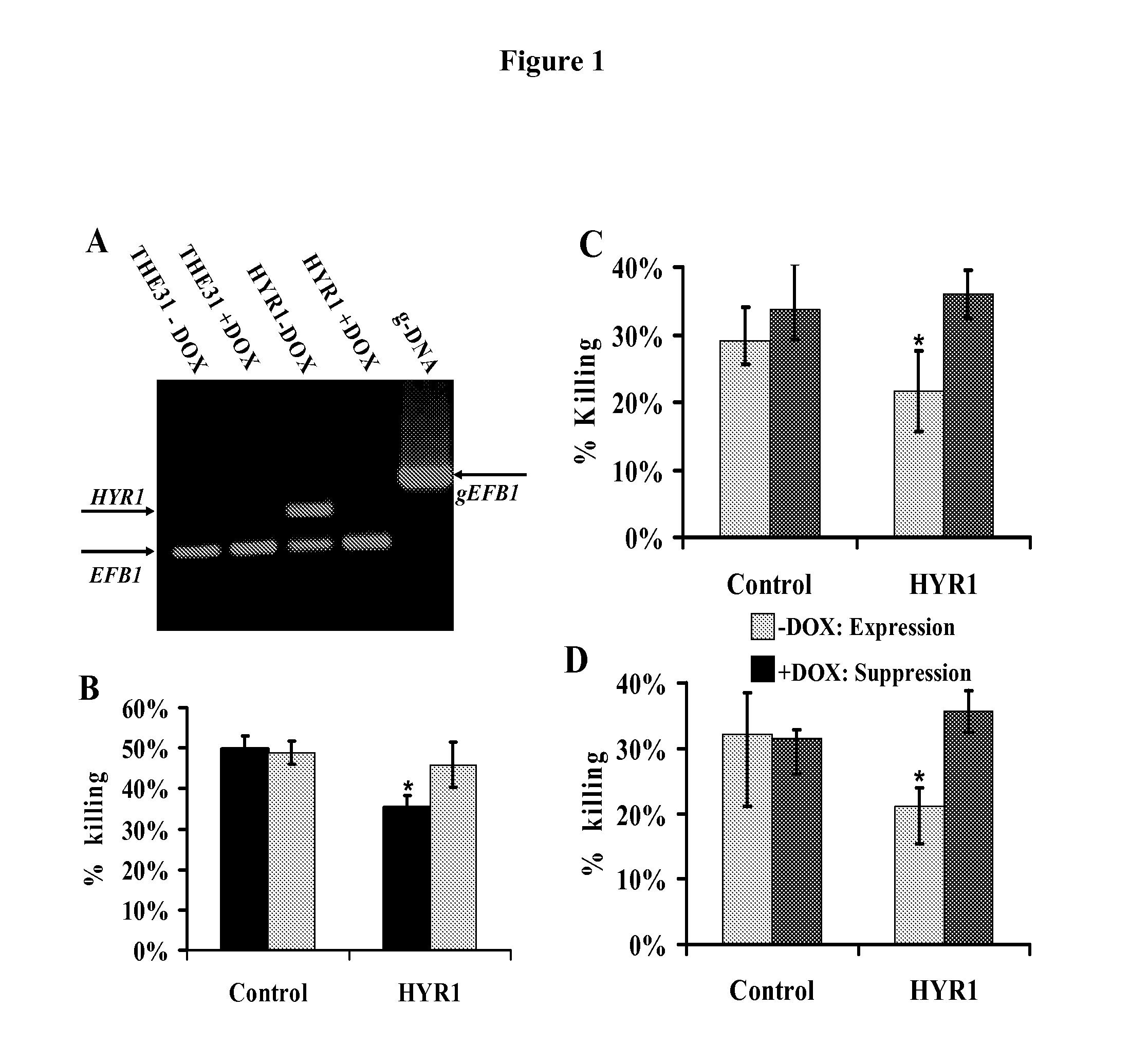 HYR1 as a target for active and passive immunization against <i>Candida </i>