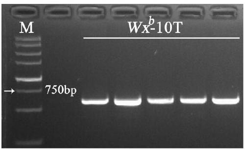 Construction of gene expression vector Wxb-10T, preparation of transgenic rice and primer