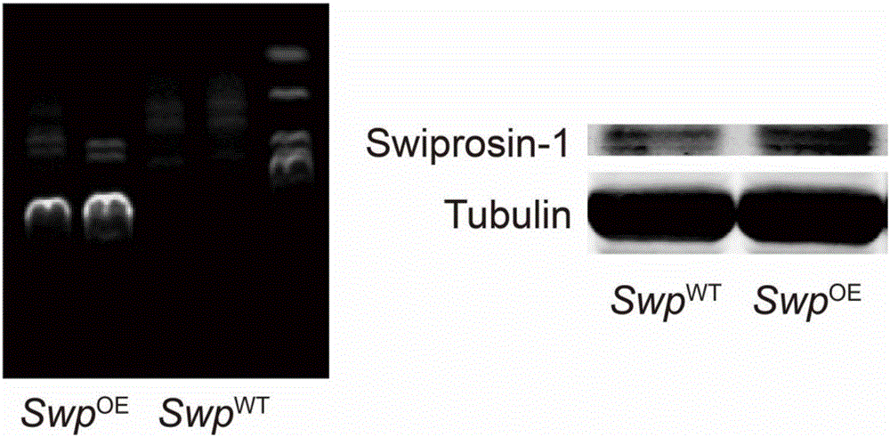 Method for improving blood-brain barrier permeability by regulating Swiprosin-1 expression