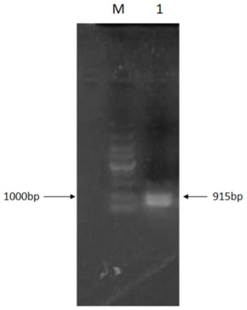 An ω-transaminase from Bacillus pumilus and its application in biological amination