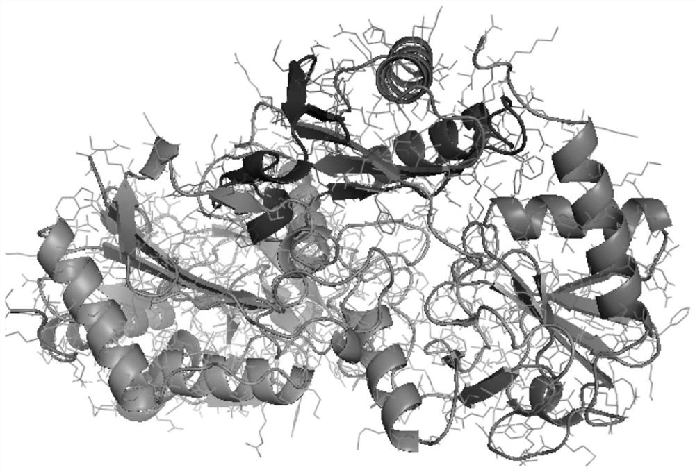 An ω-transaminase from Bacillus pumilus and its application in biological amination