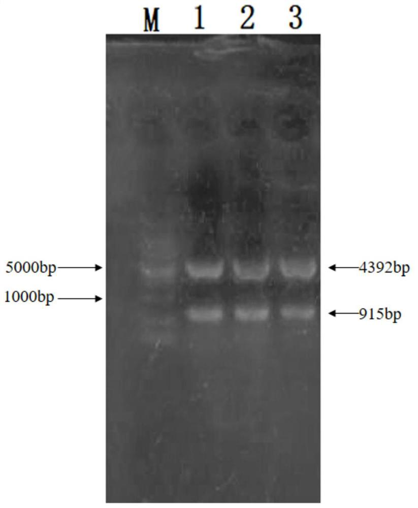 An ω-transaminase from Bacillus pumilus and its application in biological amination