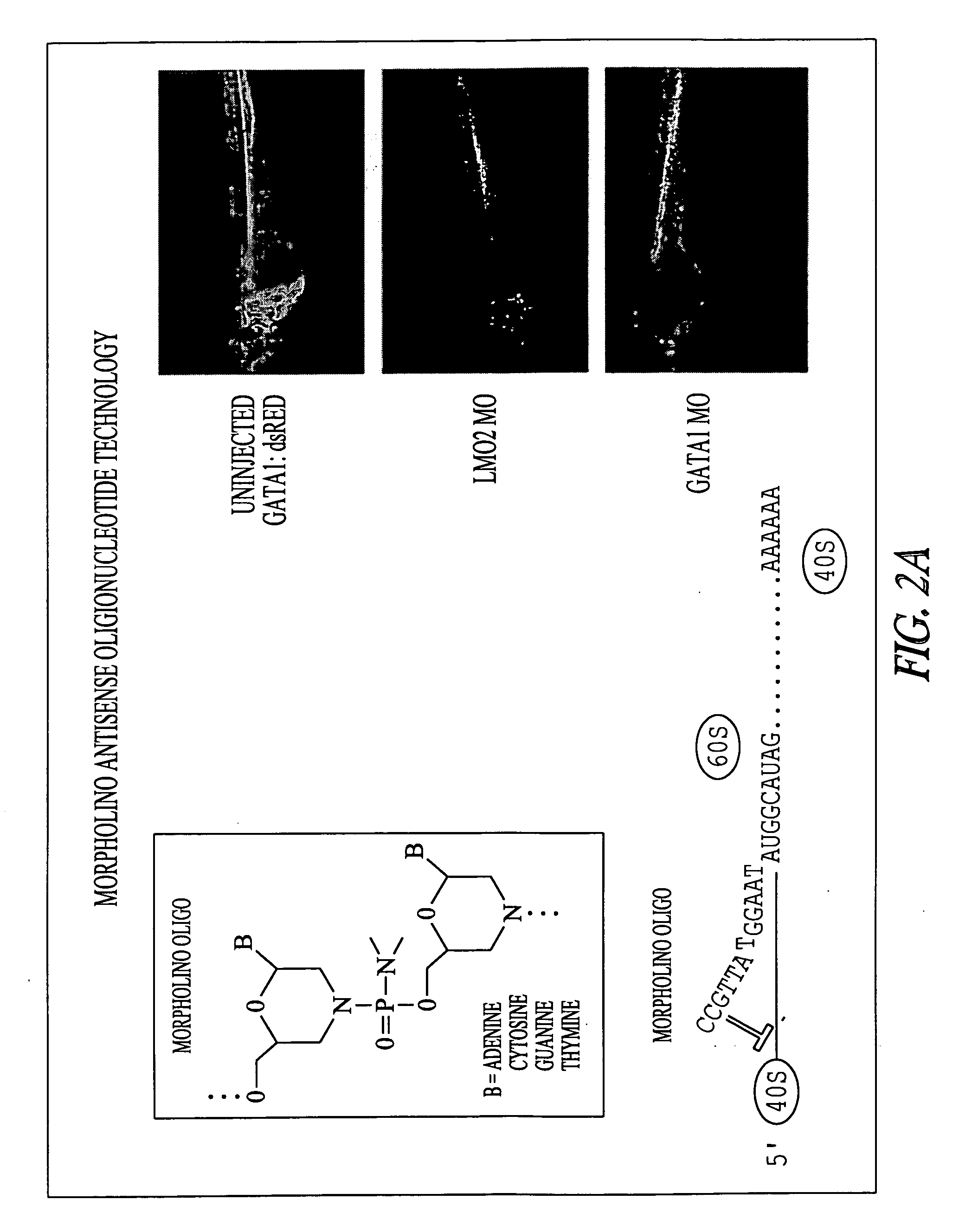 High-throughput functional analysis of gene expression