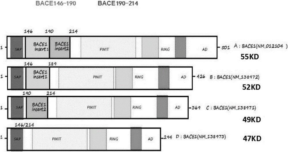 Preparation method and application of BACE1 shearing high-titer antibodies