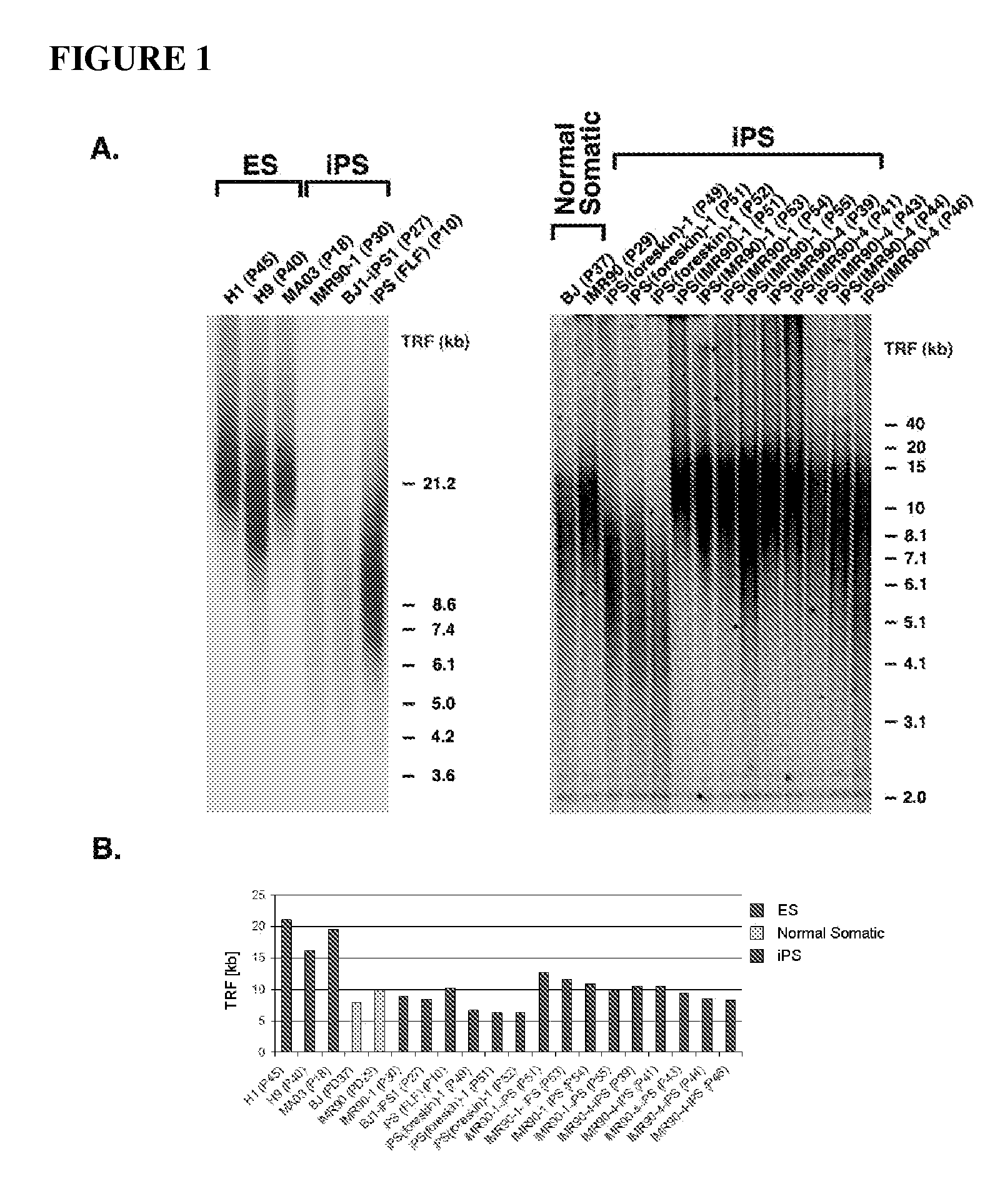 Methods for telomere length and genomic DNA quality control and analysis in pluripotent stem cells