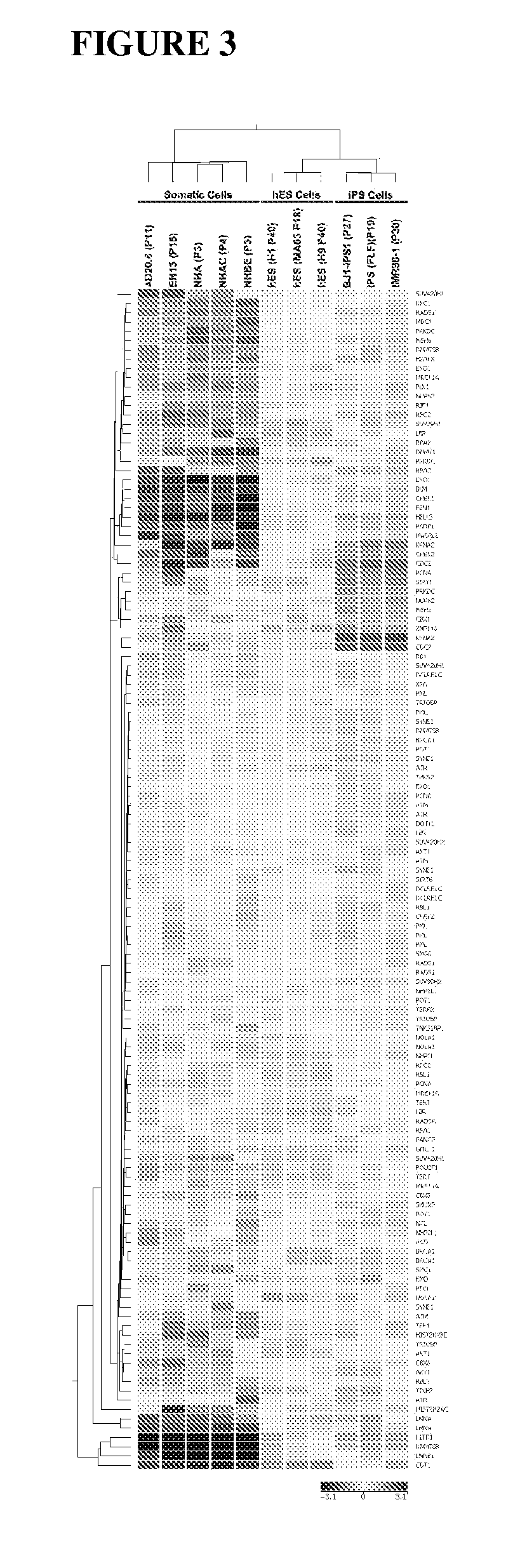 Methods for telomere length and genomic DNA quality control and analysis in pluripotent stem cells