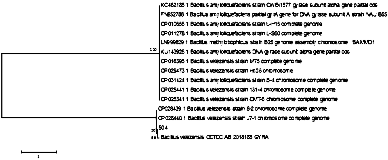 Bacillus velezensis, separation method and application thereof