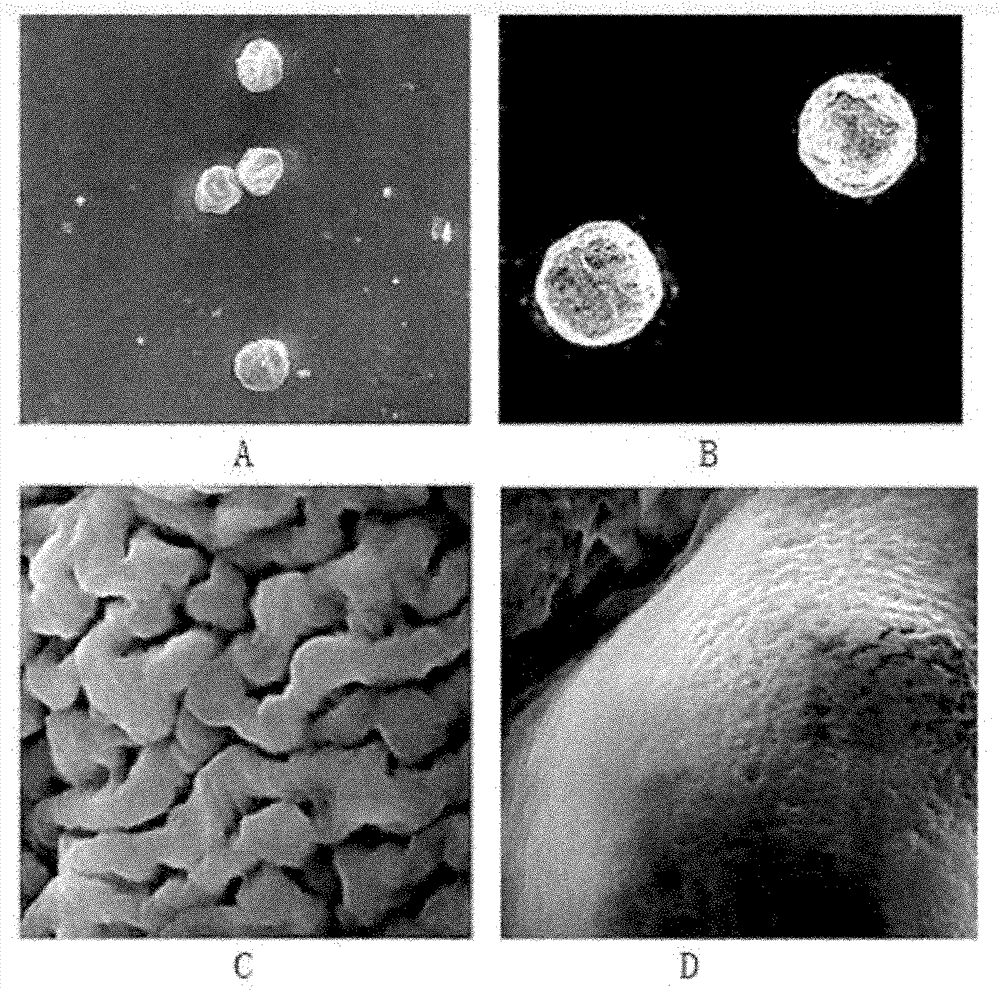 Self-expandable microgel pulse preparation with layer-by-layer assembled polyelectrolytes and preparation method thereof