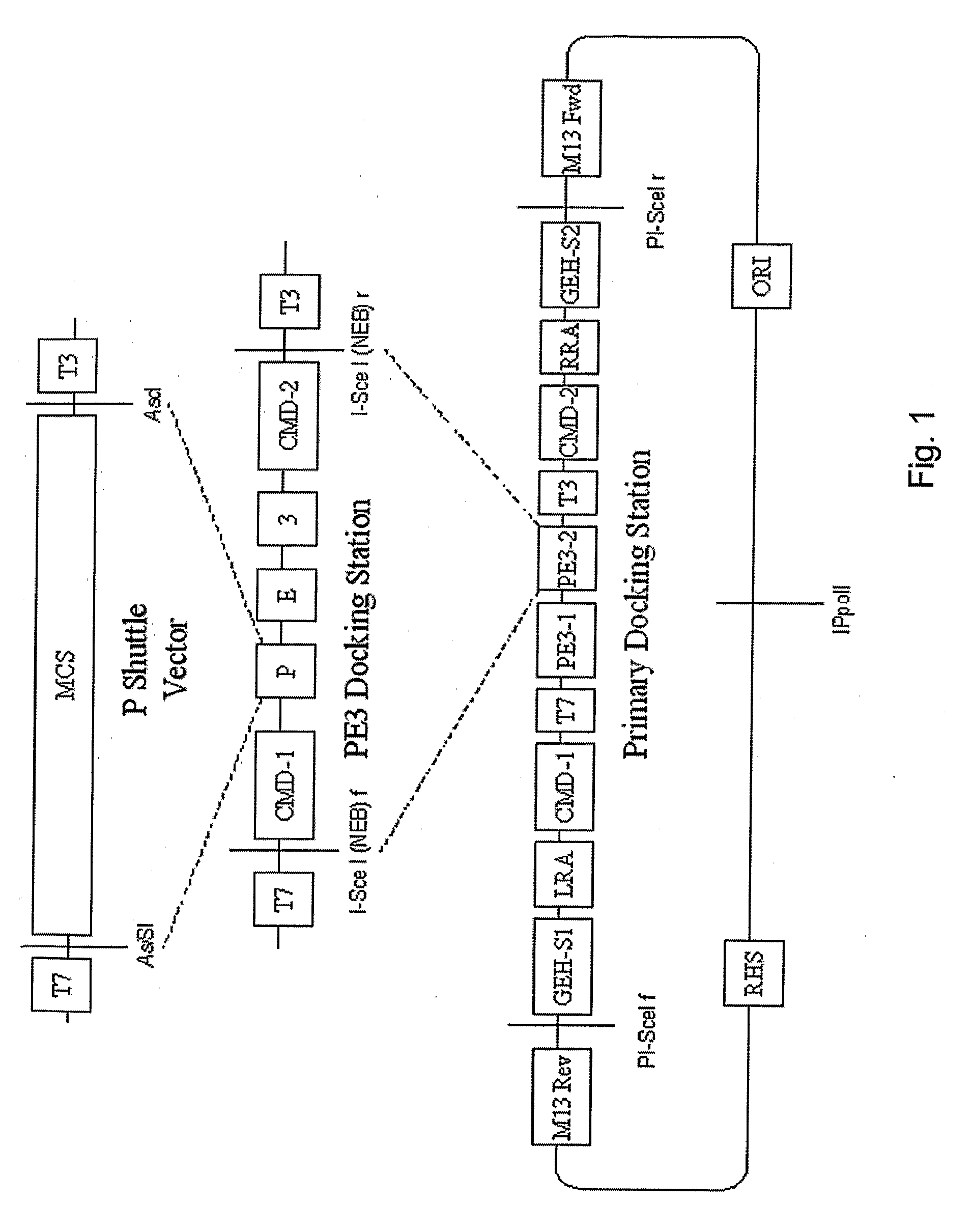Methods for dynamic vector assembly of DNA cloning vector plasmids