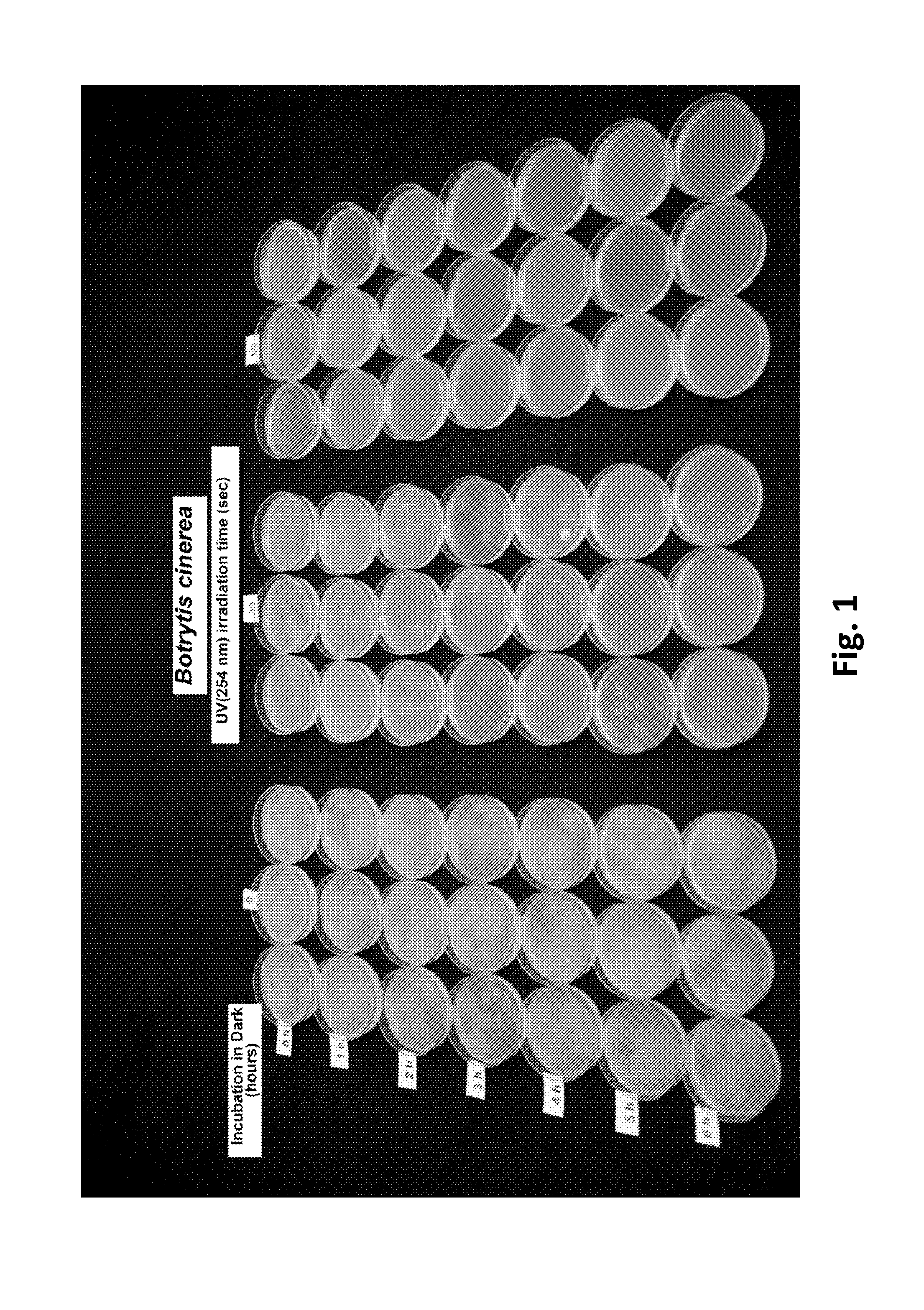 Method for Controlling Fungal Plant Pathogens Using a Combination of UV Radiation Followed by Antagonist Application and Dark Period