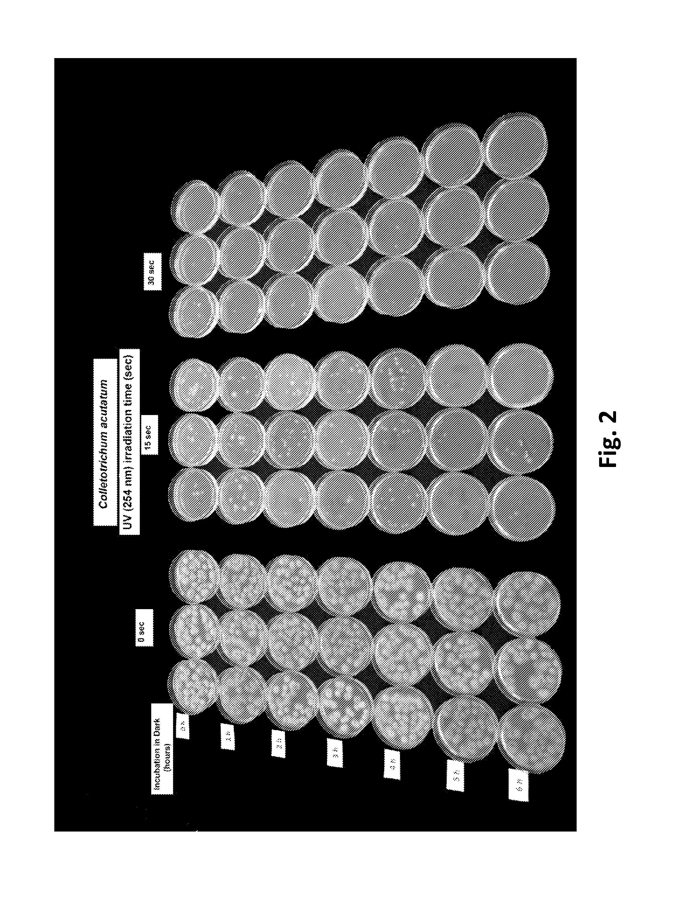 Method for Controlling Fungal Plant Pathogens Using a Combination of UV Radiation Followed by Antagonist Application and Dark Period