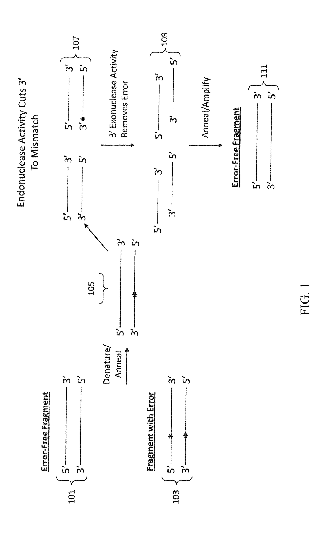 Materials and methods for the synthesis of error-minimized nucleic acid molecules