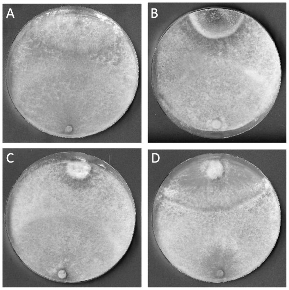 A fungal agent prepared by using Trichoderma harzianum ta97 and its application in the prevention and treatment of cropping diseases