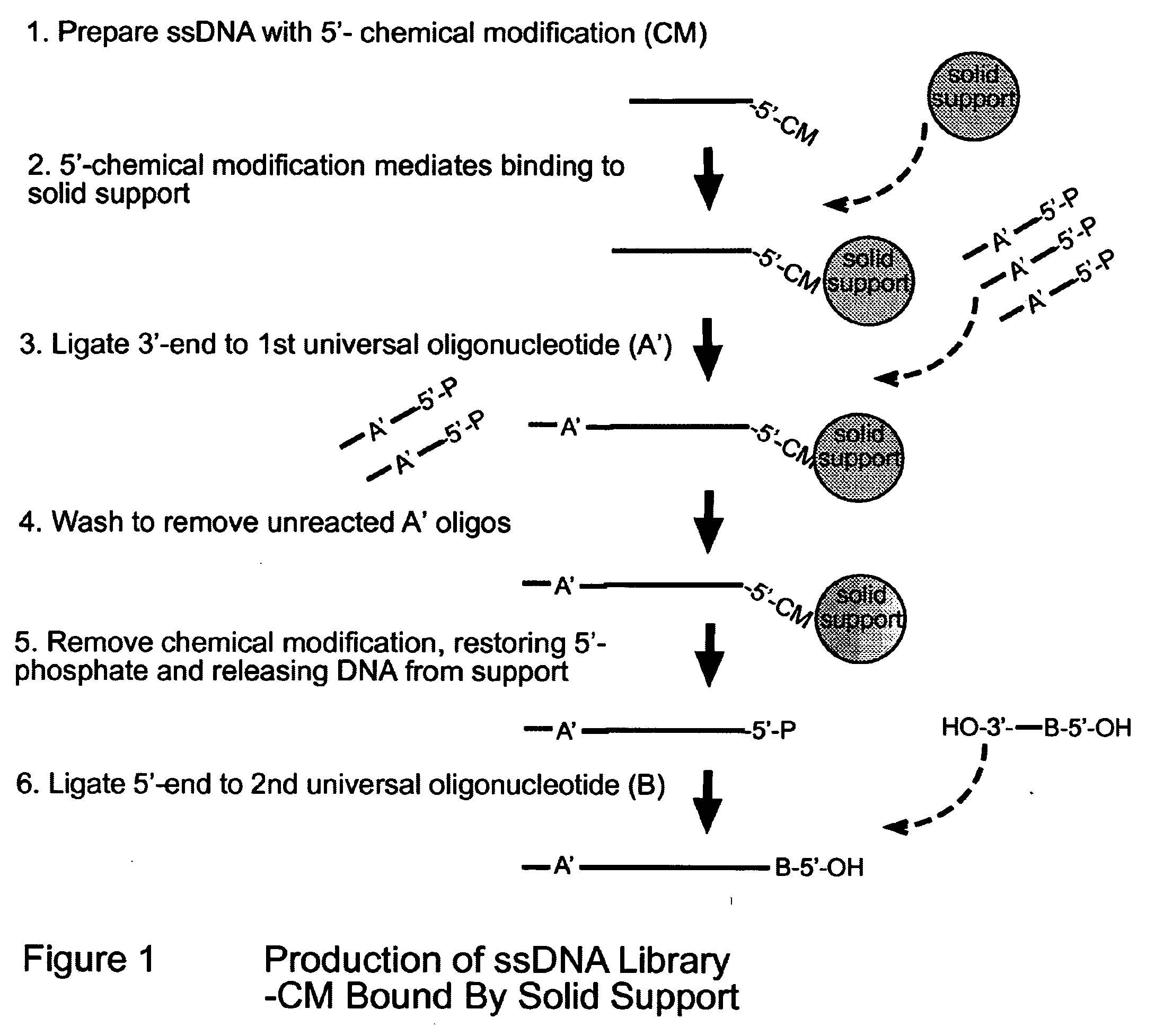 Novel Process for Construction of a DNA Library